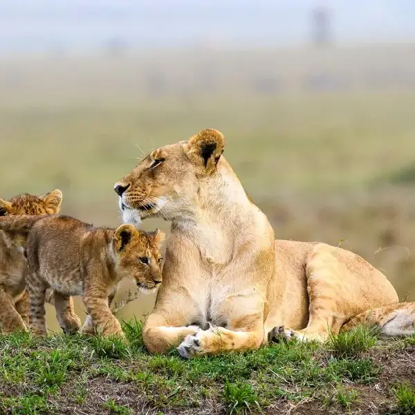 5 DAYS KENYA LODGE SAFARIS MASAI MARA